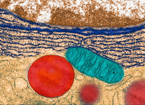 Transmission Electron micrograph pancreas