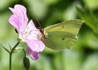 Male European Common Brimstone butterfly (Gonepteryx rhamni)  feeding on a colourful flower.