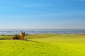 German Shepherd lies on the hill of green golf field on the sunny coast of Mediterranean sea