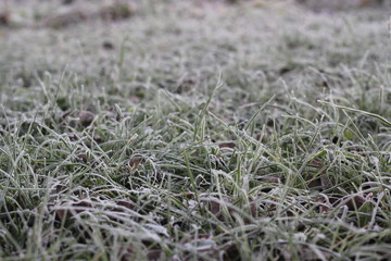 Grass and autumn leaves are covered with frost