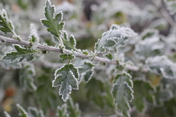 The leaves of the bush are covered with hoarfrost