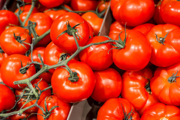 Tomatoes on the market. red tomatoes background. Group of tomatoes. Fresh picked tomato clusters on display at the farmer's market. shinny fresh