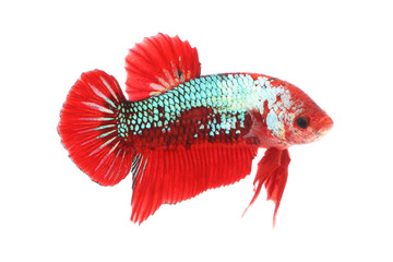 Normal betta fighting fancy fish on white background. © keerati