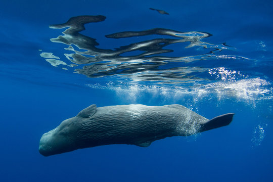 Sperm whale swimming underwater
