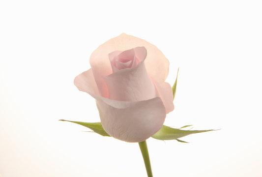 Close up of rose petals