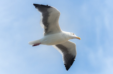 Seagull flyiing over the ocean