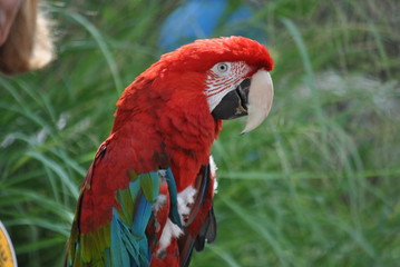Parrot Colorful