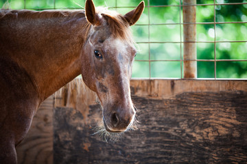 Old Horse with Whiskers