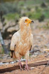  Egyptian Vulture, Socotra island