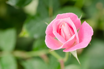 pink rose flower blossom in a garden