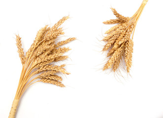 spikelets of wheat on the white background. Top view