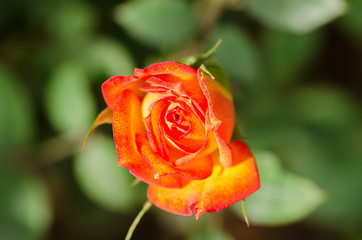 Orange rose flower blossom in a garden