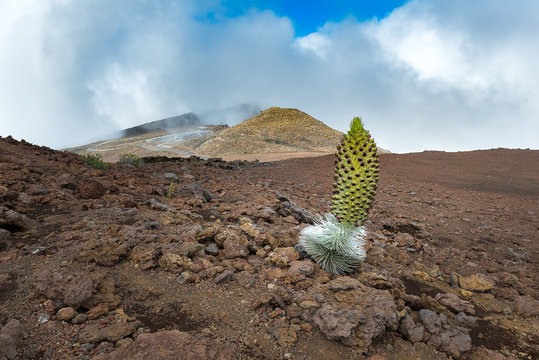 Ahinahina on the mountain