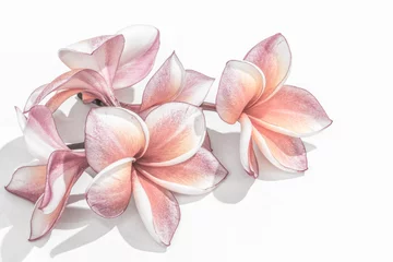 Papier Peint photo autocollant Frangipanier Beautiful plumeria or frangipani flowers isolated on white