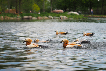Beautiful ducks swim. Splashes, water drops