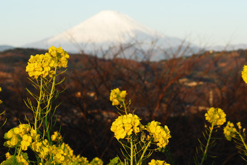吾妻山の富士山と菜の花