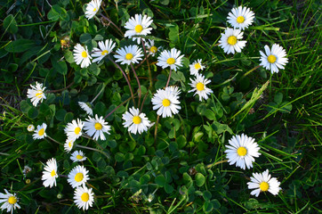 Fototapeta premium Spring is time when blooming chamomile