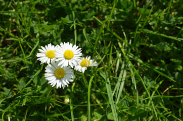 Spring is time when blooming chamomile