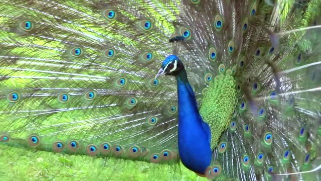Pfau zeigt sein Federkleid in der Balz