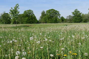 Wiese mit L&ouml;wenzahn