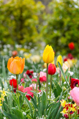 close up beautiful colorful  tulips blooming in outdoor garden