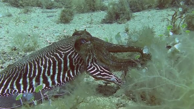 Costa Brava, diving the Mediterranean sea, Cuttlefish, Spain