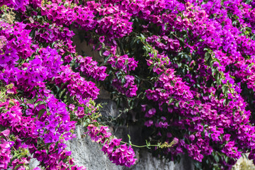 Bright pink fuchsia flowers on the wall
