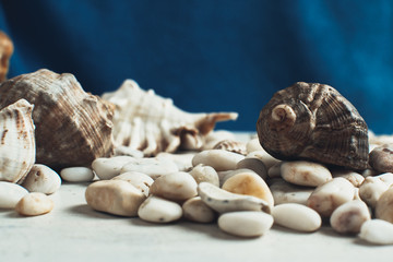 sea shell on the surface