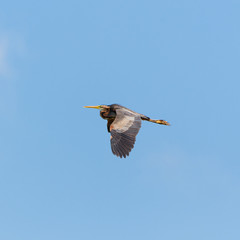     Purple Heron, Ardea purpurea, flying 