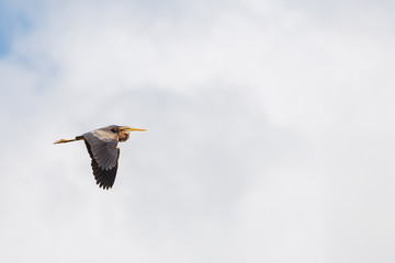     Purple Heron, Ardea purpurea, flying 