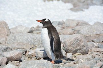 ペンギン - 153895971