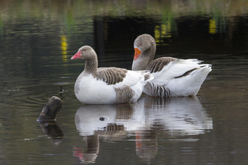 Geese @ Grantown on Spey