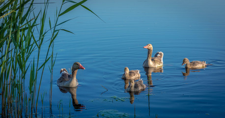 Graugans Familie am Neusiedlersee, Frühling, Küken,  © defpics