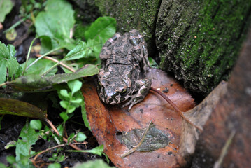 Ground toad sitting on the grass near old wall