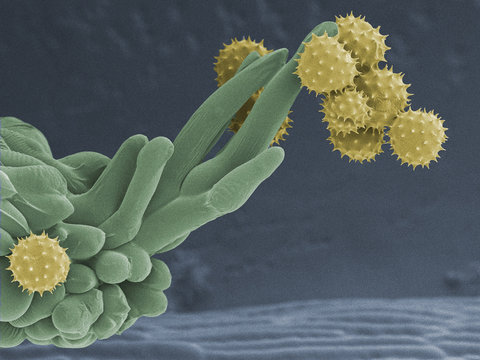 Daisy pollen, x700 magnification