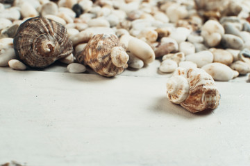 sea shell on the surface