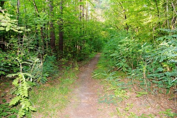 Paths in the forest