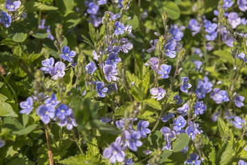 Obraz premium Close-up of spring Speedwell (Veronica chamaedrys) plants in full bloom under the spring sun. Also known as germander speedwell or bird's-eye speedwell.
