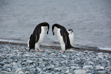 ペンギン - 153898908