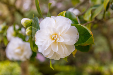 Amazing blossoming of dogrose
