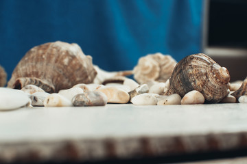 sea shell on the surface