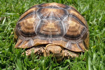 Turtles on the grass