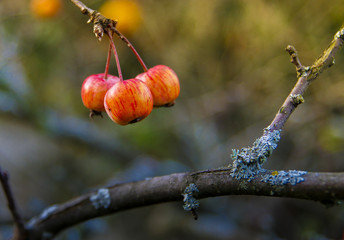 fruit