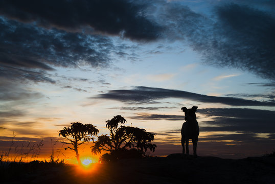 Dog silhouette at sunrise in Brazil