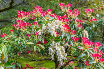 The young leaves of a Pieris japonica bush in spring are typically brightly red coloured.