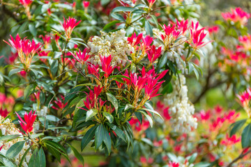The young leaves of a Pieris japonica bush in spring are typically brightly red coloured.