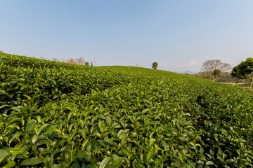 Chouifong green tea plantation Thailand