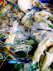 fresh blue shrimp on ice