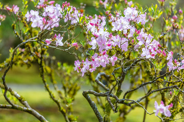 Blossoming lilac rhododendron in the garden in the spring.