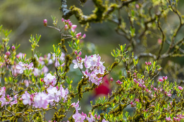 Blossoming lilac rhododendron in the garden in the spring.